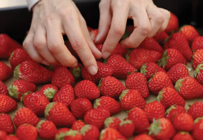 Hands inspecting fresh strawberries on a food processing line